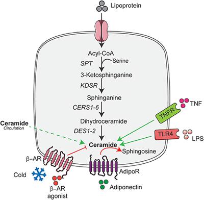 Ceramides in Adipose Tissue